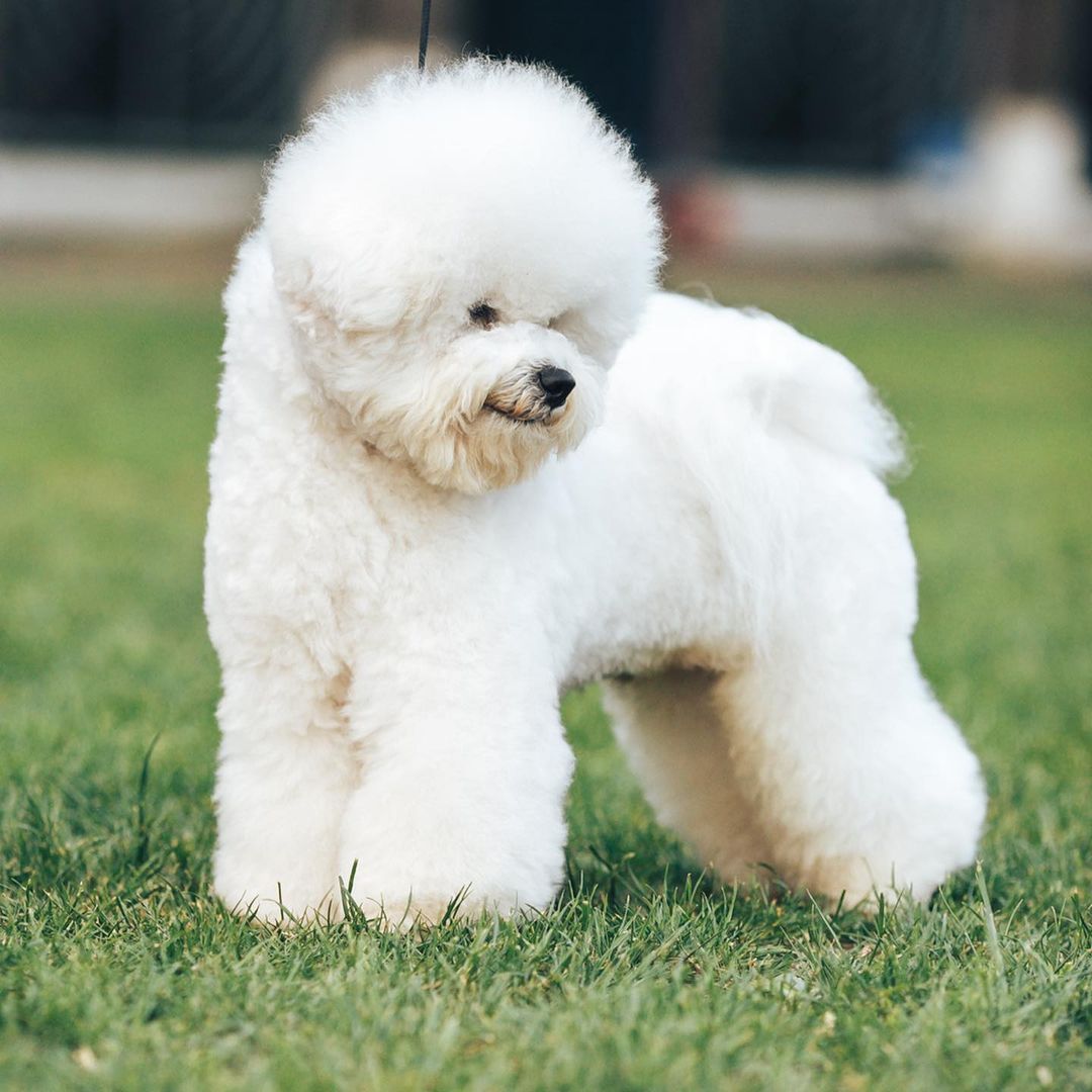 15 Cool Facts About Bichons Frises 10