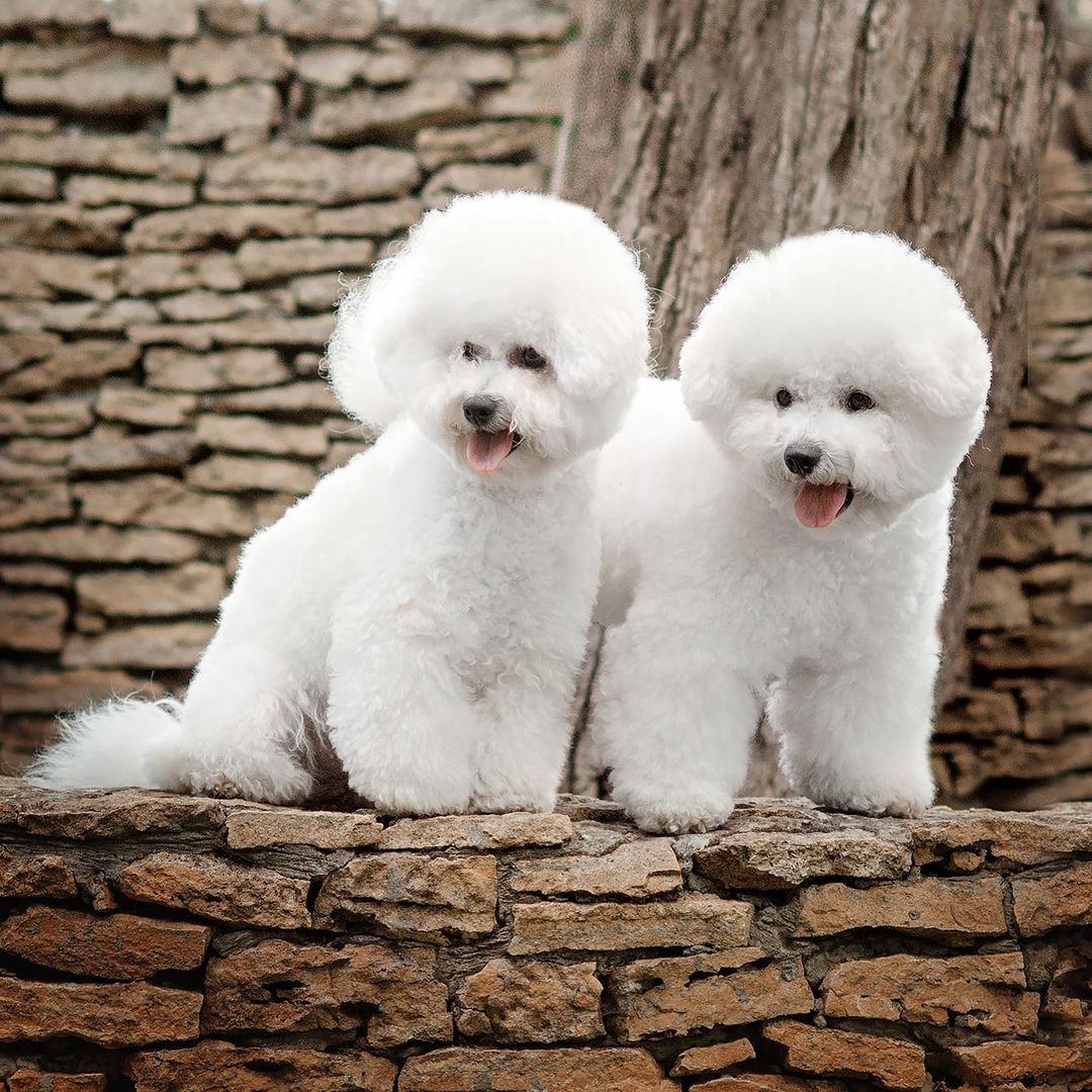 16 Interesting Facts About Bichons Frises 5