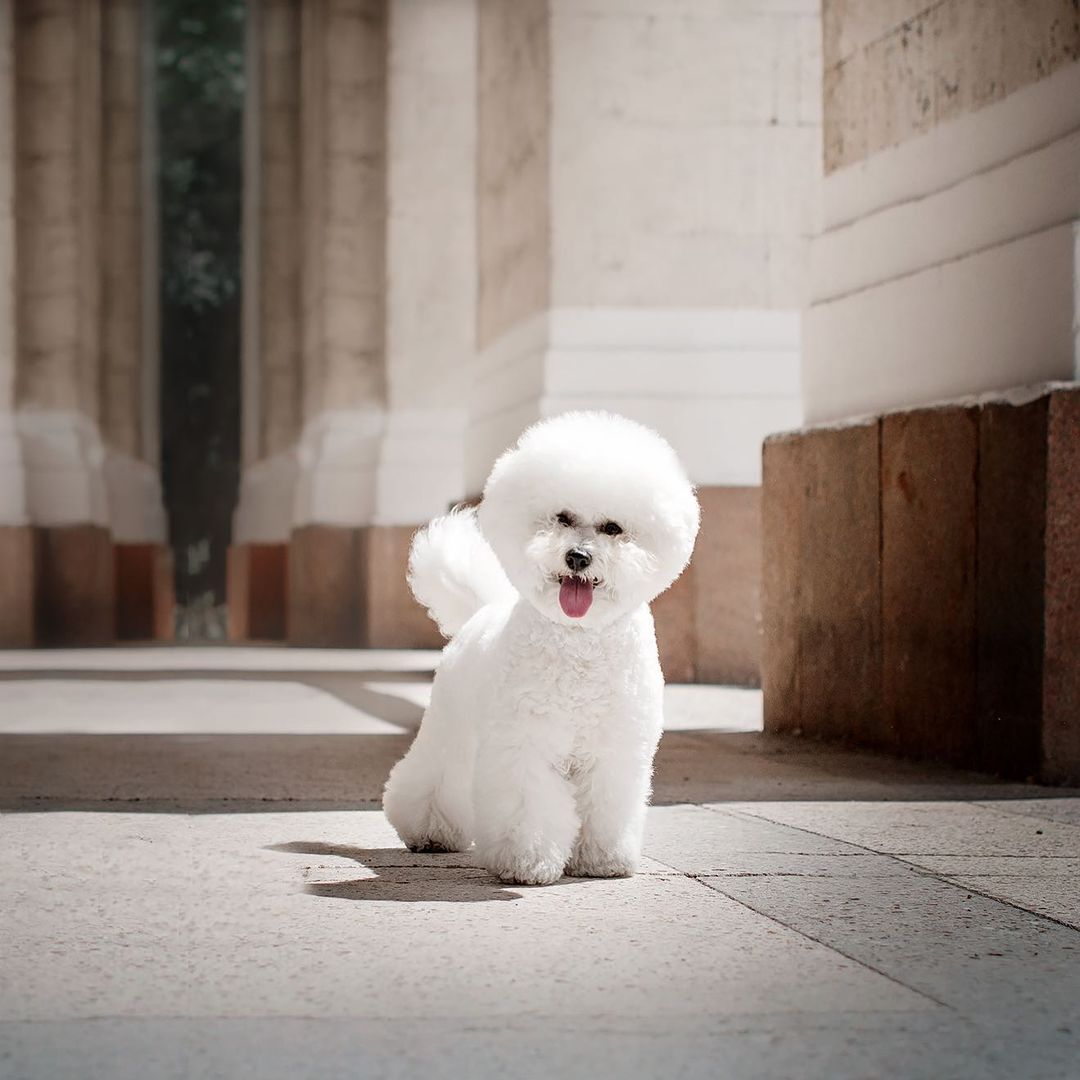 16 Interesting Facts About Bichons Frises 11