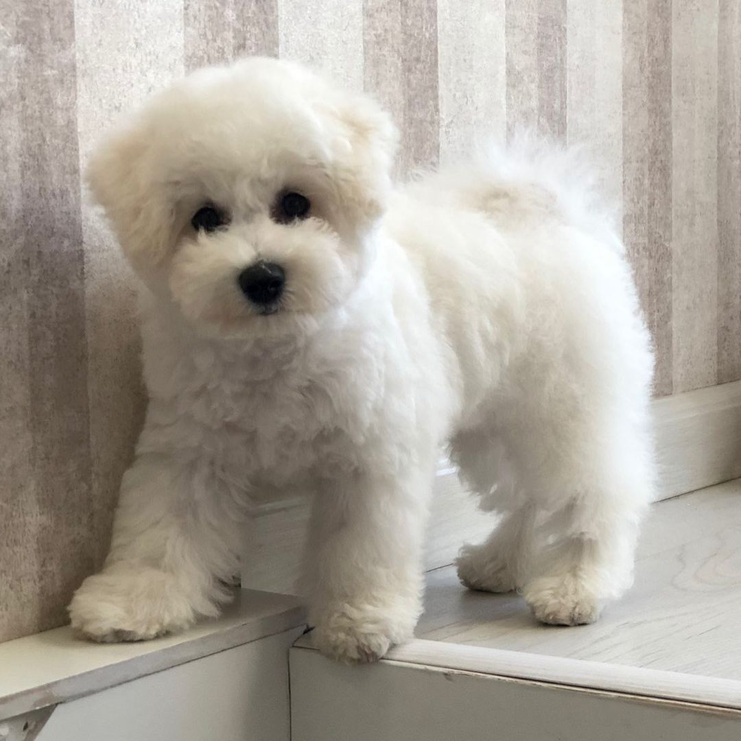 16 Interesting Facts About Bichons Frises 9