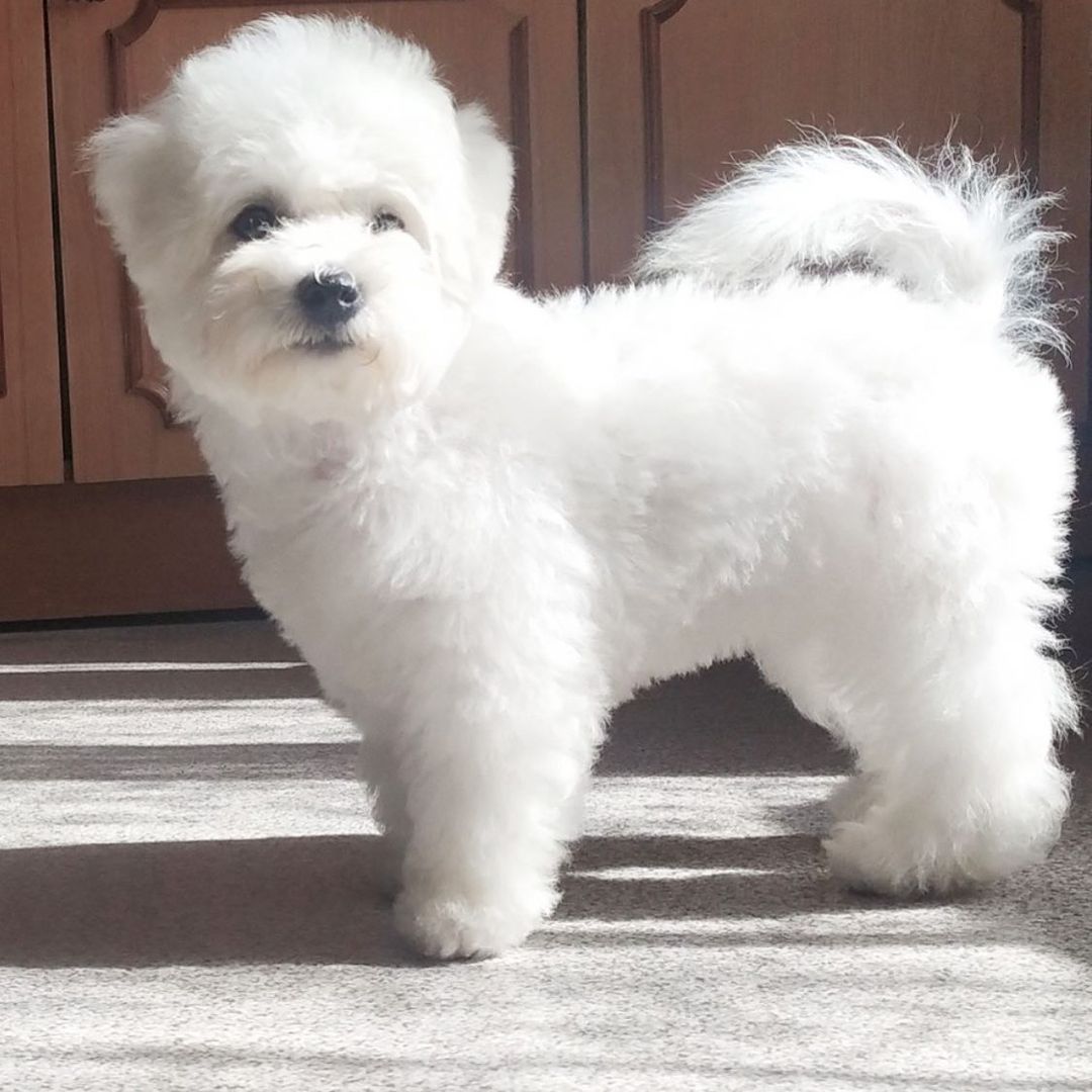 16 Interesting Facts About Bichons Frises 11