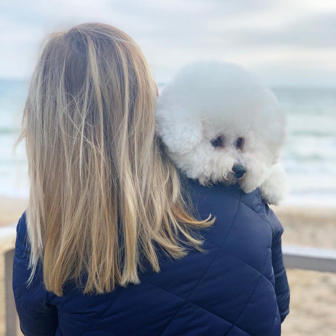 16 Interesting Facts About Bichons Frises 10