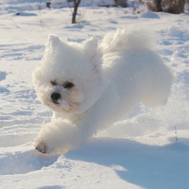 16 Amazing Facts About Bichons Frises You Probably Never Knew 11 16 Amazing Facts About Bichons Frises You Probably Never Knew 11