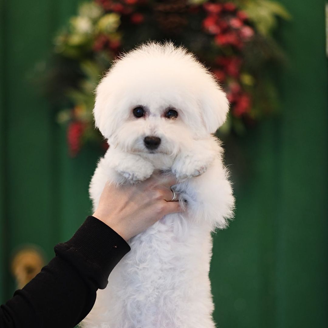 16 Amazing Facts About Bichons Frises You Probably Never Knew 9