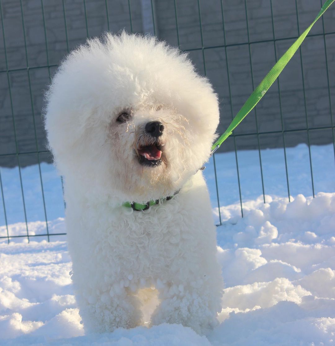 16 Interesting Facts About Bichons Frises 9