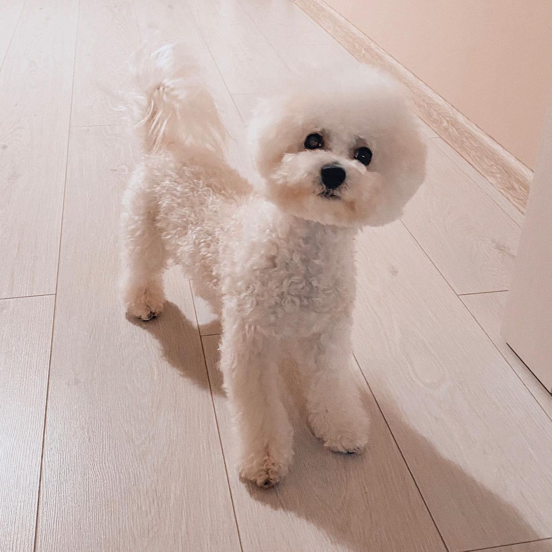 16 Interesting Facts About Bichons Frises 10