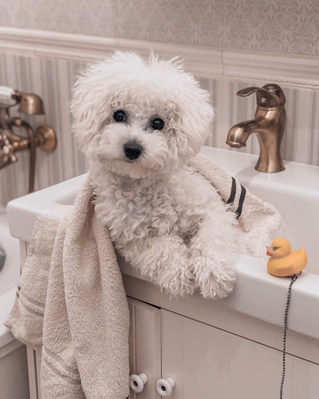 16 Interesting Facts About Bichons Frises 9