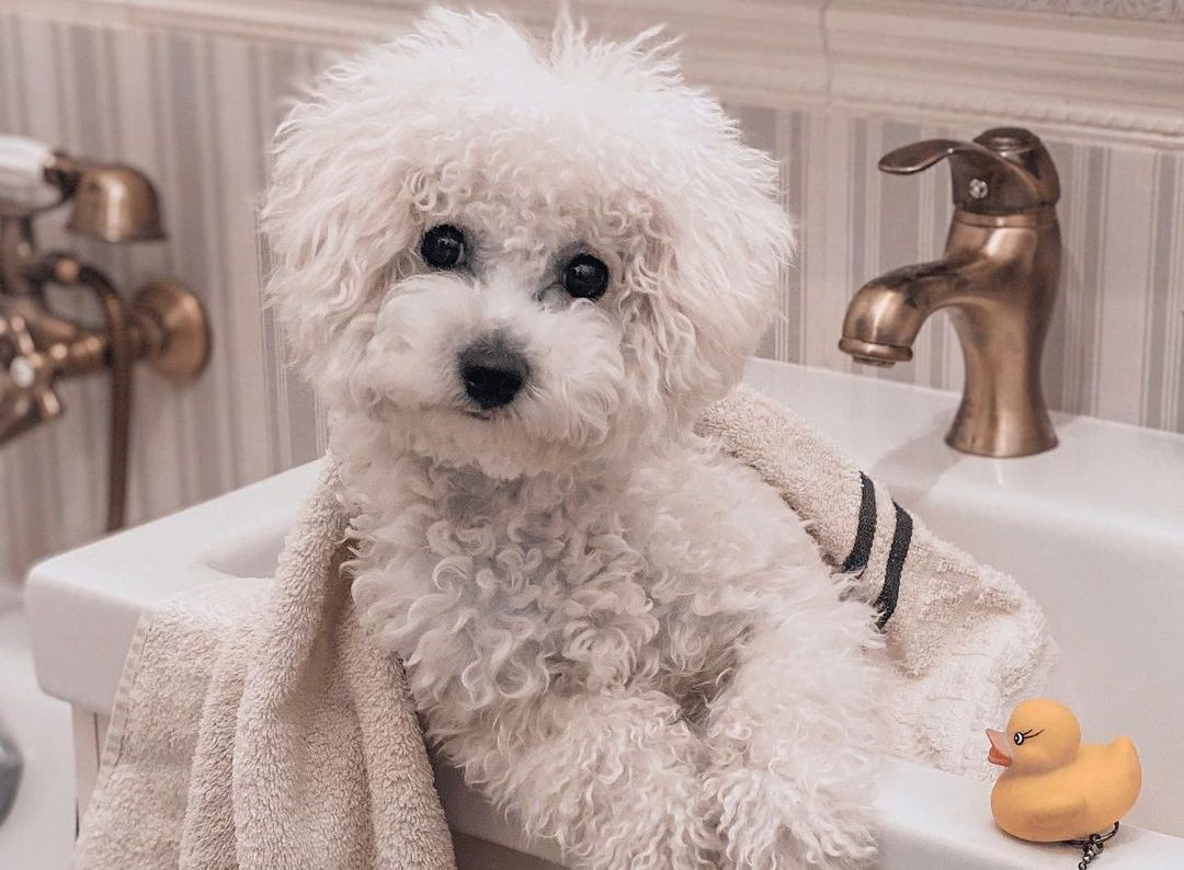 15 Cool Facts About Bichons Frises