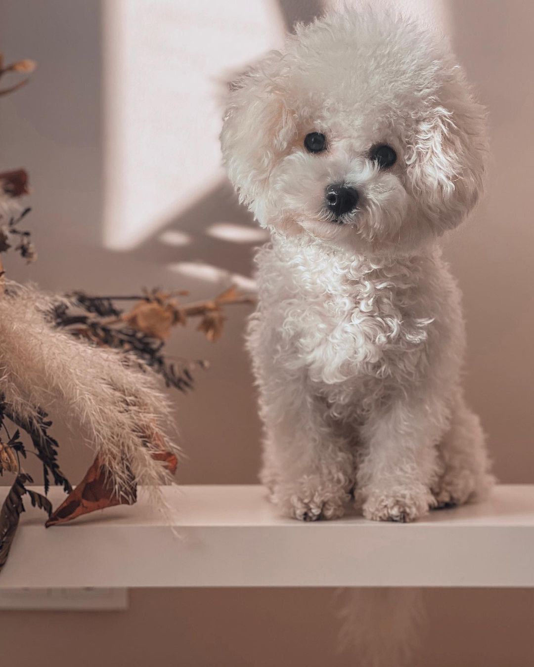 16 Interesting Facts About Bichons Frises 11