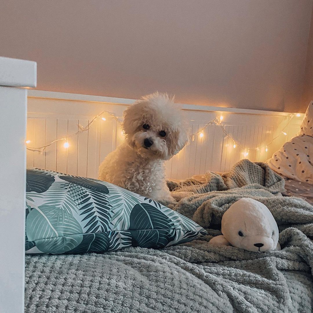 16 Amazing Facts About Bichons Frises You Probably Never Knew 9 16 Amazing Facts About Bichons Frises You Probably Never Knew 9