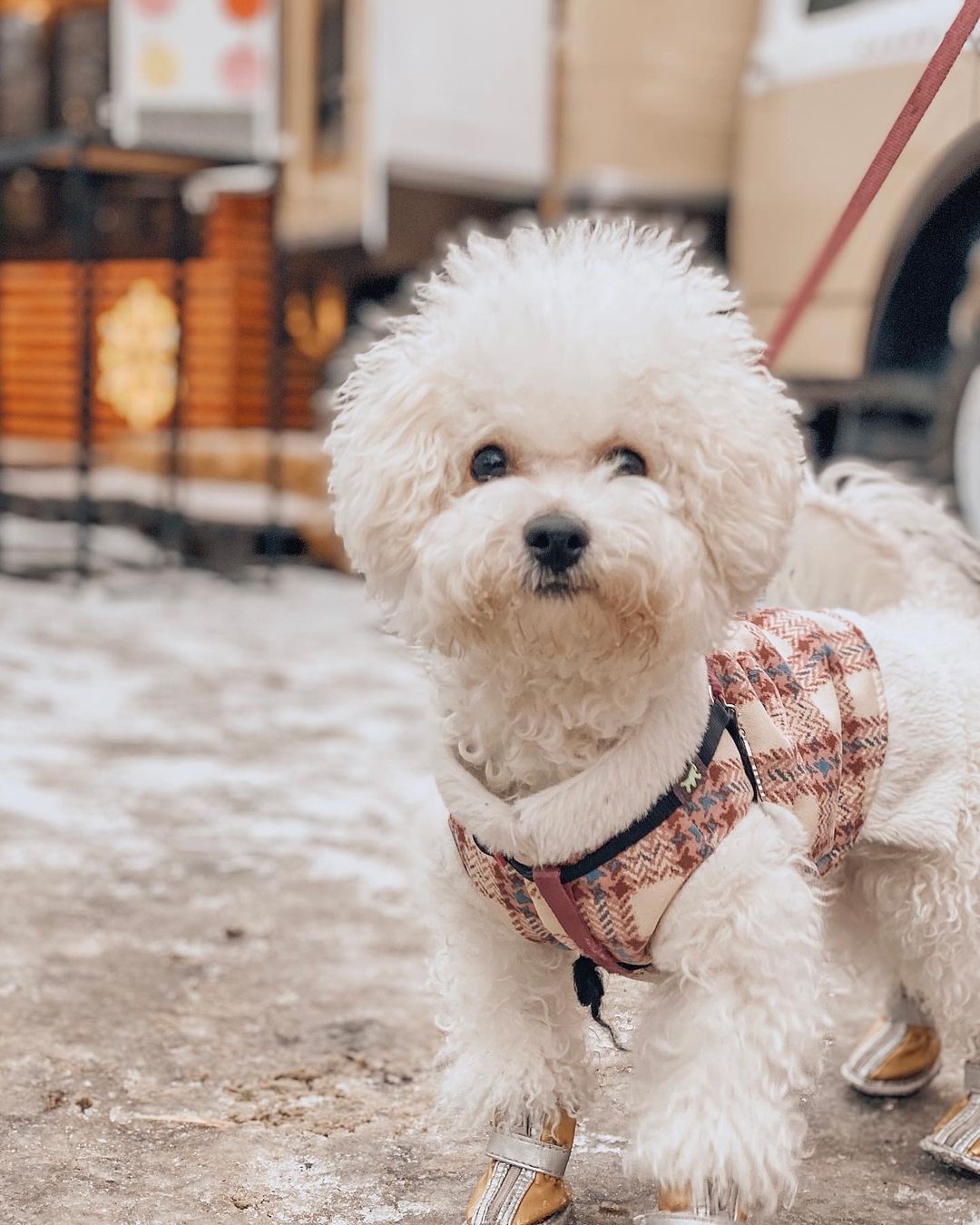 16 Interesting Facts About Bichons Frises 10