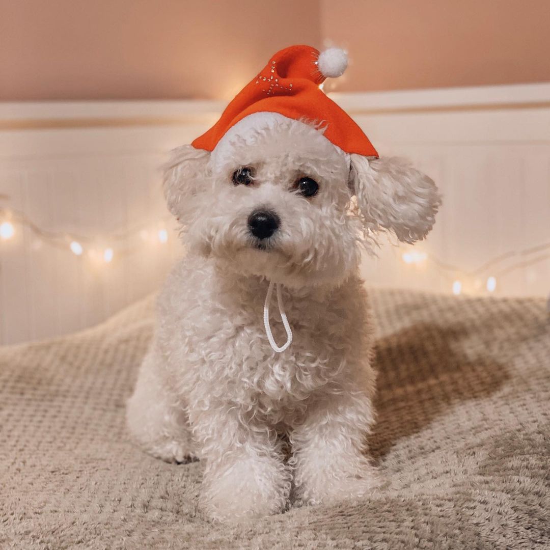 16 Interesting Facts About Bichons Frises 9