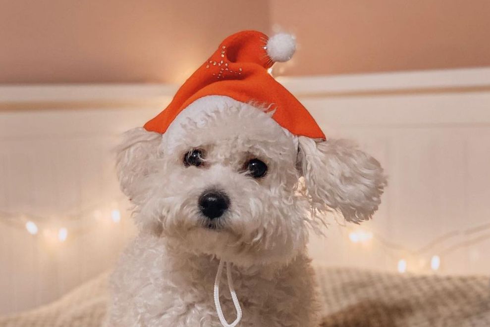 16 Interesting Facts About Bichons Frises