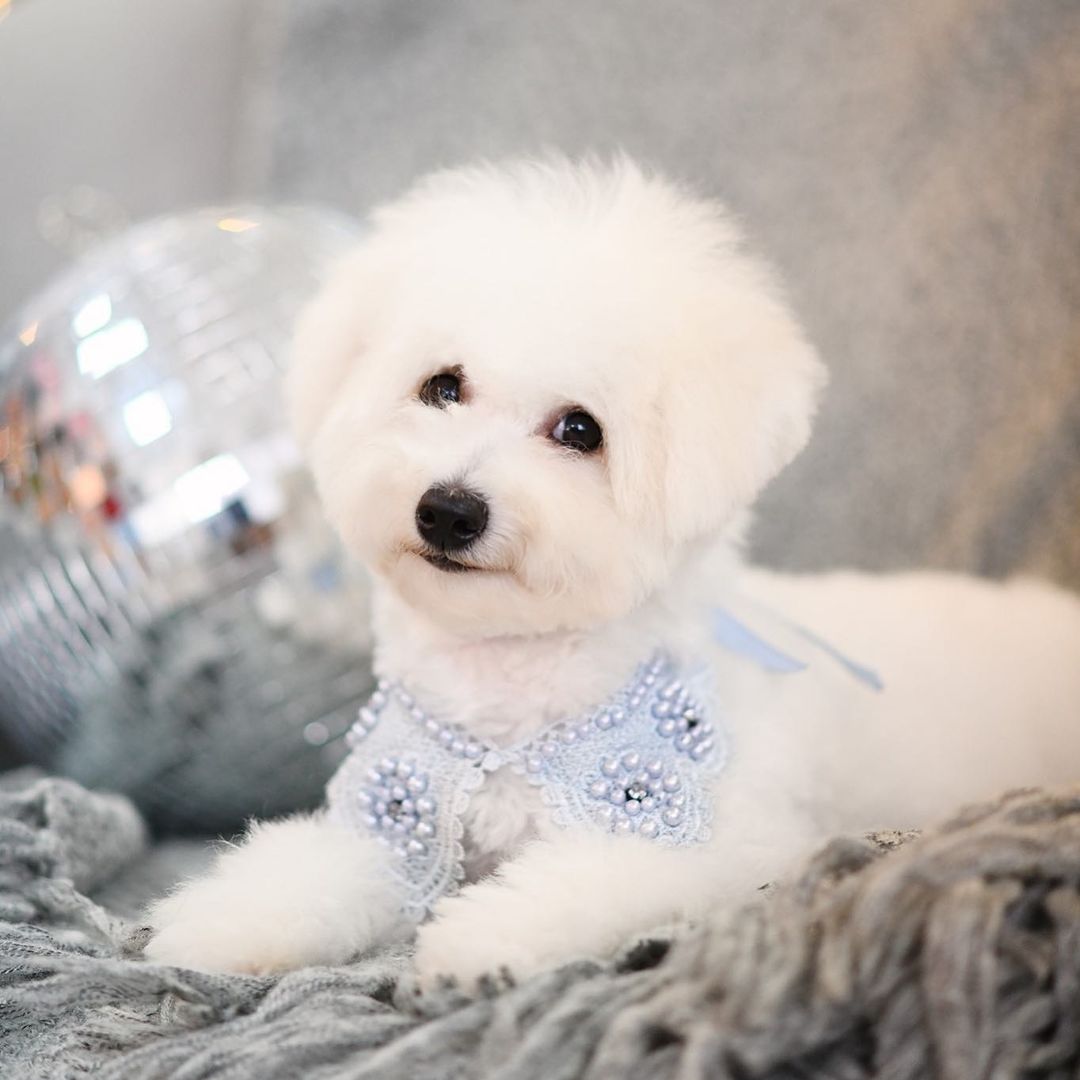 16 Amazing Facts About Bichons Frises You Probably Never Knew 11