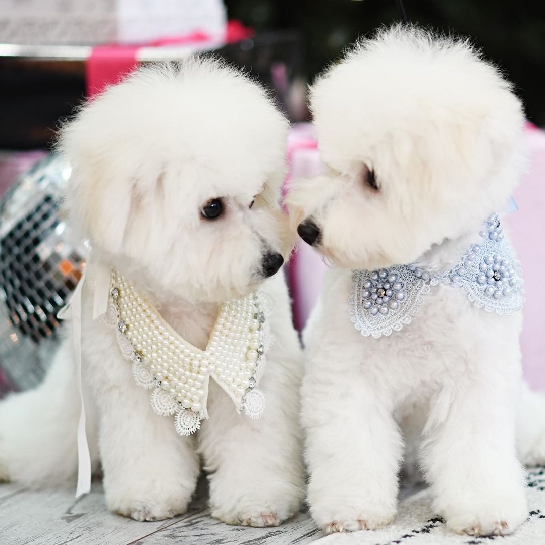 15 Cool Facts About Bichons Frises 9 15 Cool Facts About Bichons Frises 9