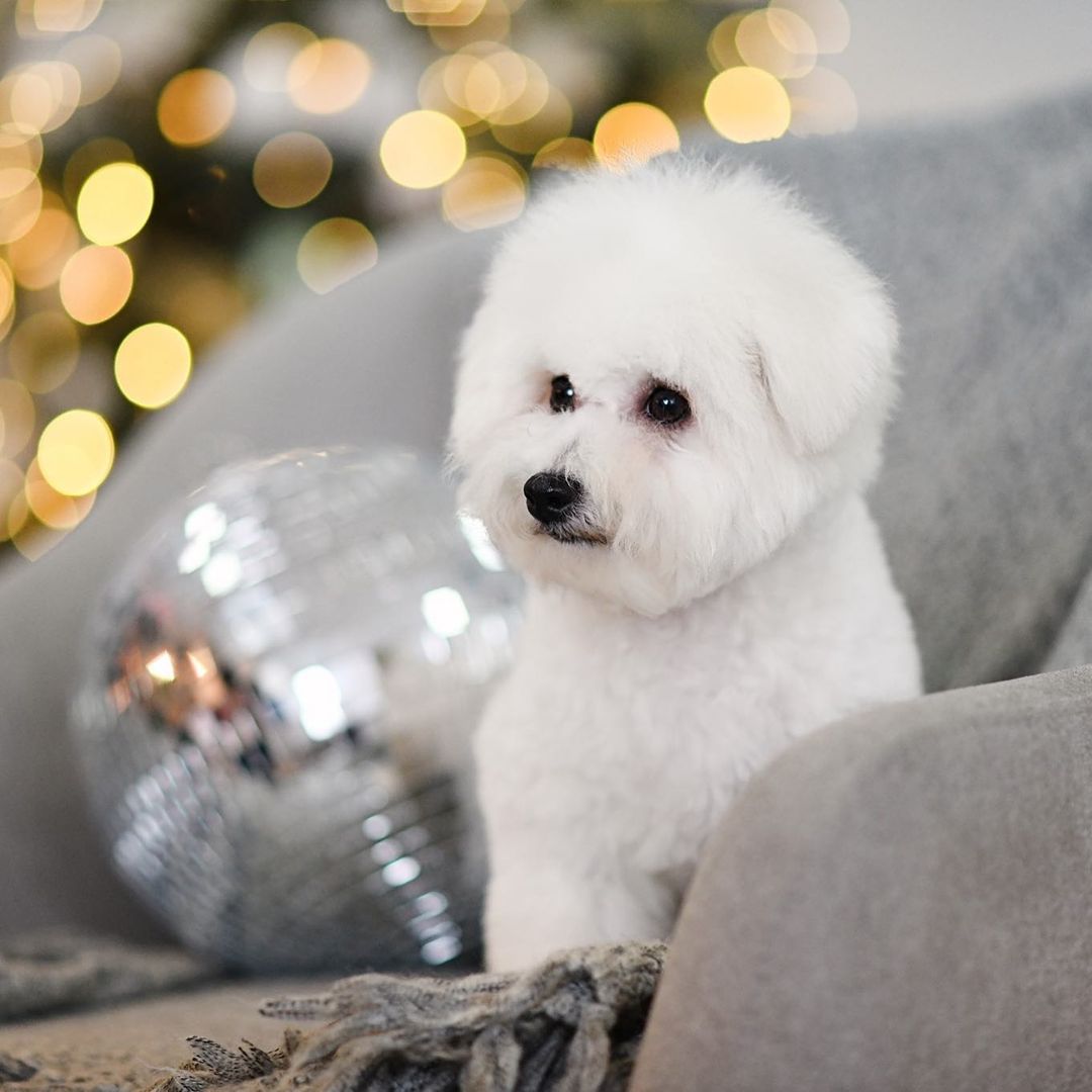15 Cool Facts About Bichons Frises 10 15 Cool Facts About Bichons Frises 10