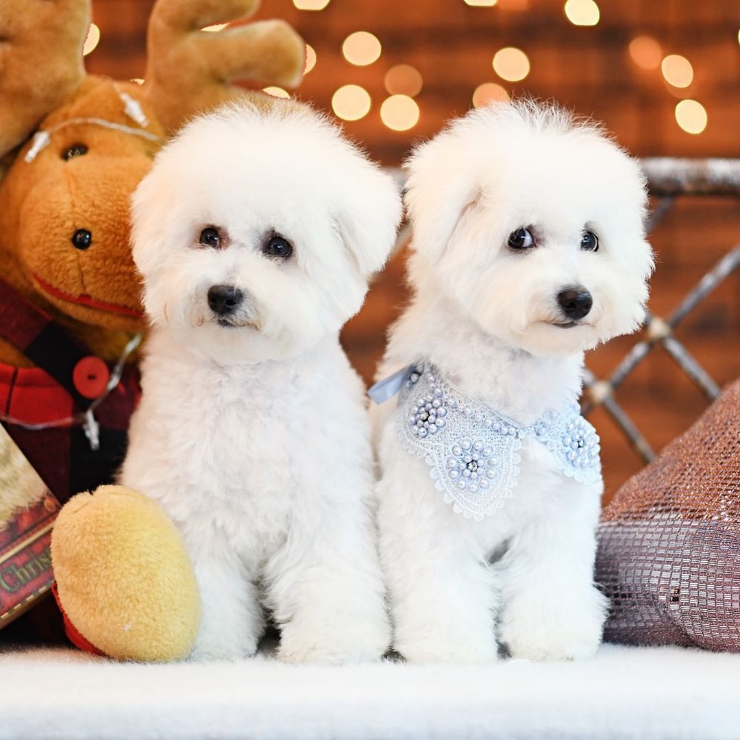 15 Cool Facts About Bichons Frises 11 15 Cool Facts About Bichons Frises 11