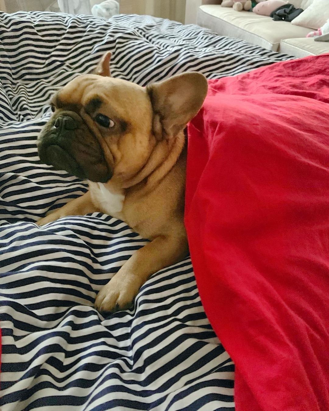 15 Amazing Facts About French Bulldogs You Probably Never Knew 9