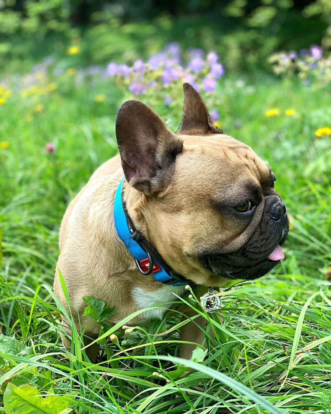 15 Amazing Facts About French Bulldogs You Probably Never Knew 9