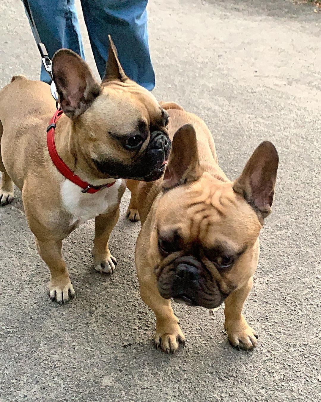 15 Amazing Facts About French Bulldogs You Probably Never Knew 10