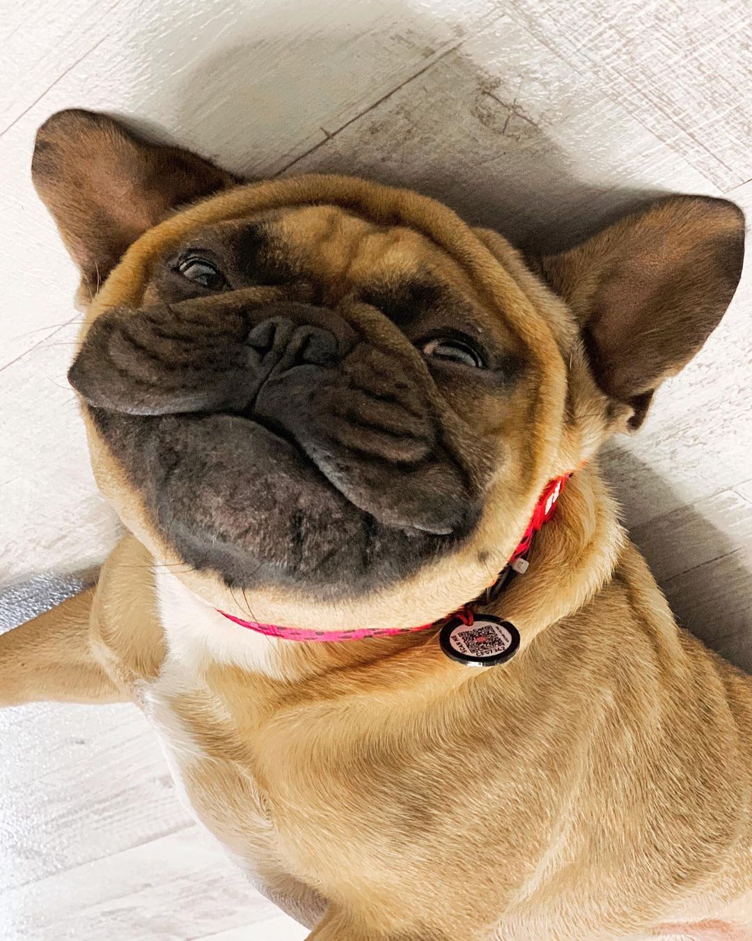 15 Amazing Facts About French Bulldogs You Probably Never Knew 11
