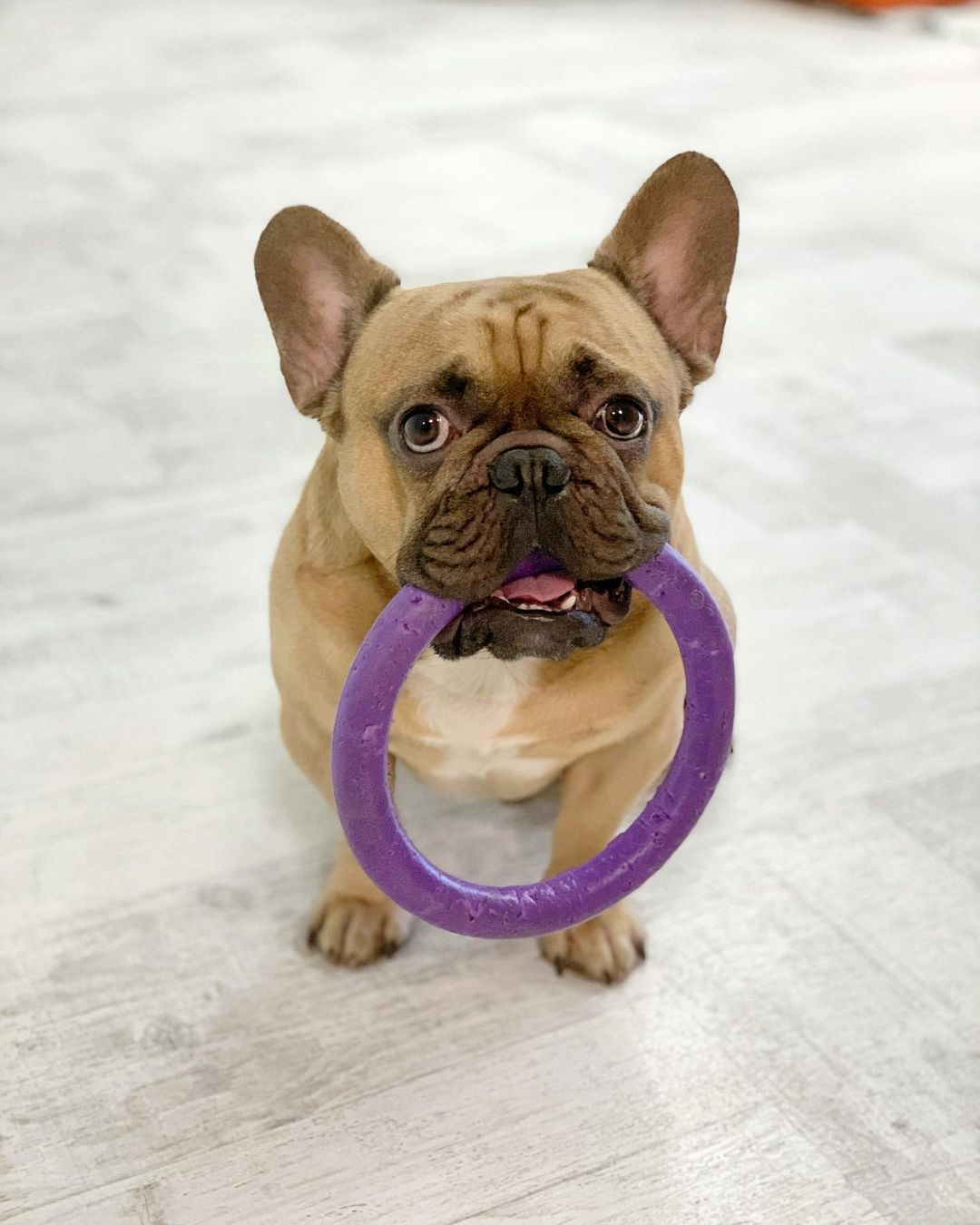 15 Amazing Facts About French Bulldogs You Probably Never Knew 10 15 Amazing Facts About French Bulldogs You Probably Never Knew 10