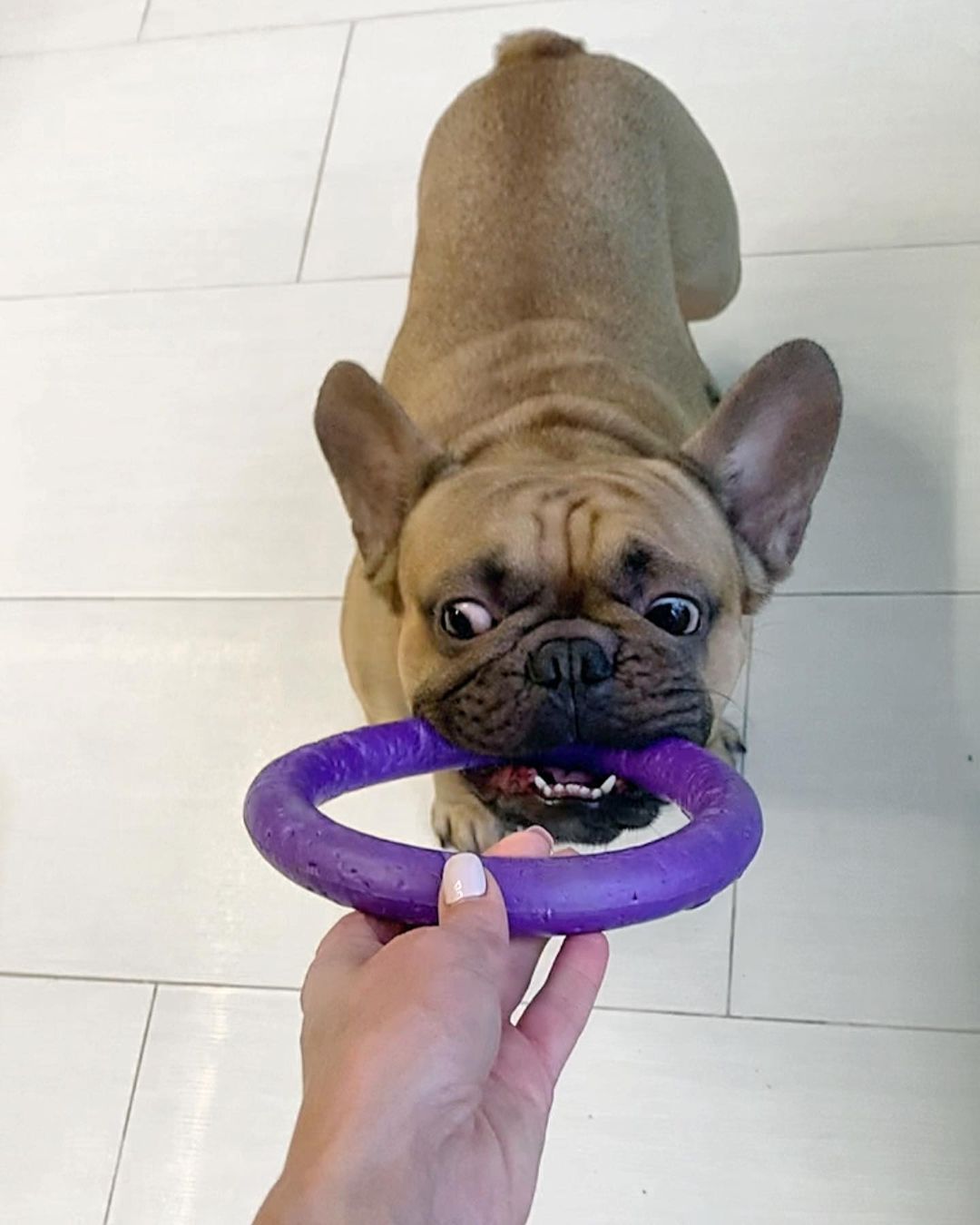 15 Amazing Facts About French Bulldogs You Probably Never Knew 11 15 Amazing Facts About French Bulldogs You Probably Never Knew 11