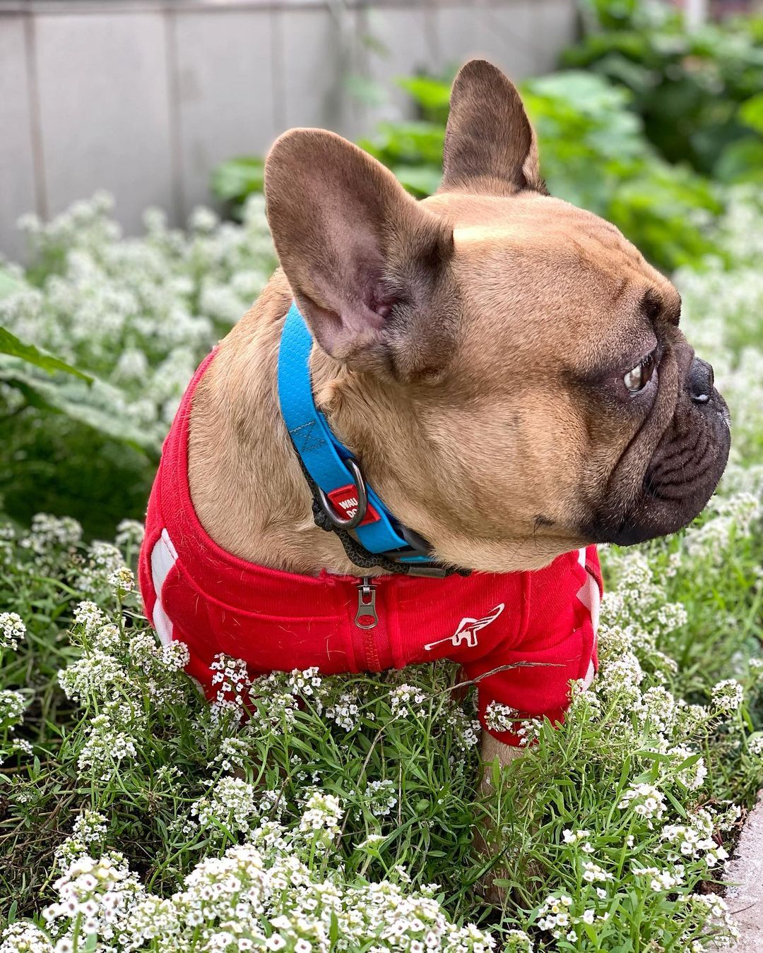15 Interesting Facts About French Bulldogs 9