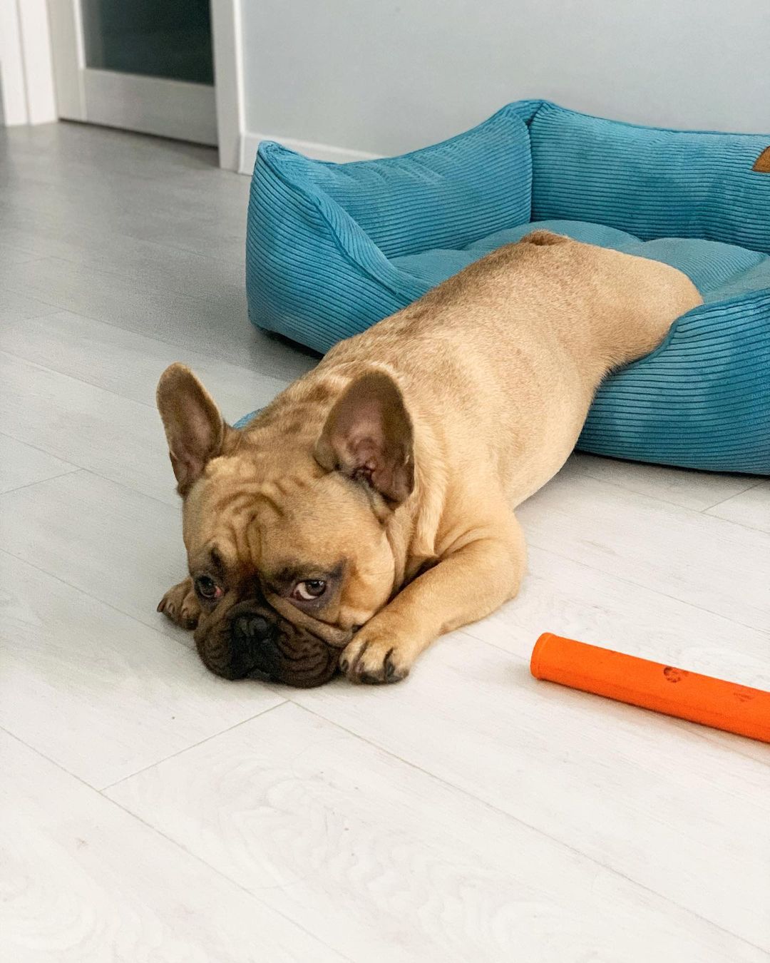 15 Amazing Facts About French Bulldogs You Probably Never Knew 10