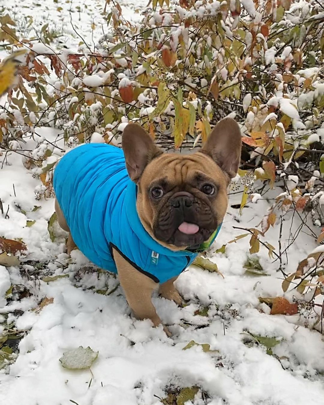 15 Interesting Facts About French Bulldogs 10