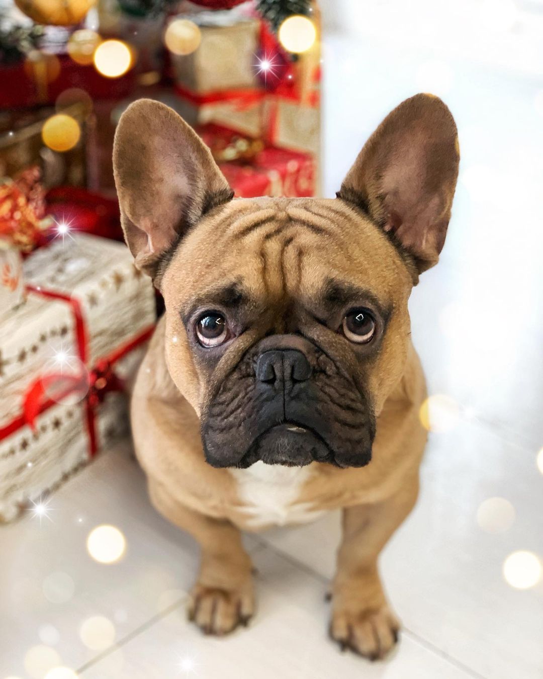 15 Interesting Facts About French Bulldogs 11