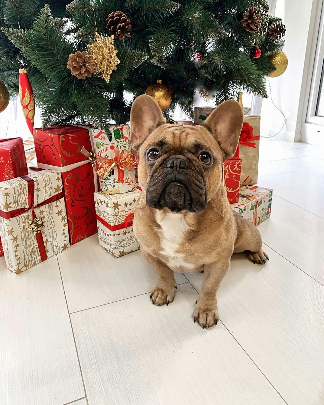 15 Interesting Facts About French Bulldogs 9