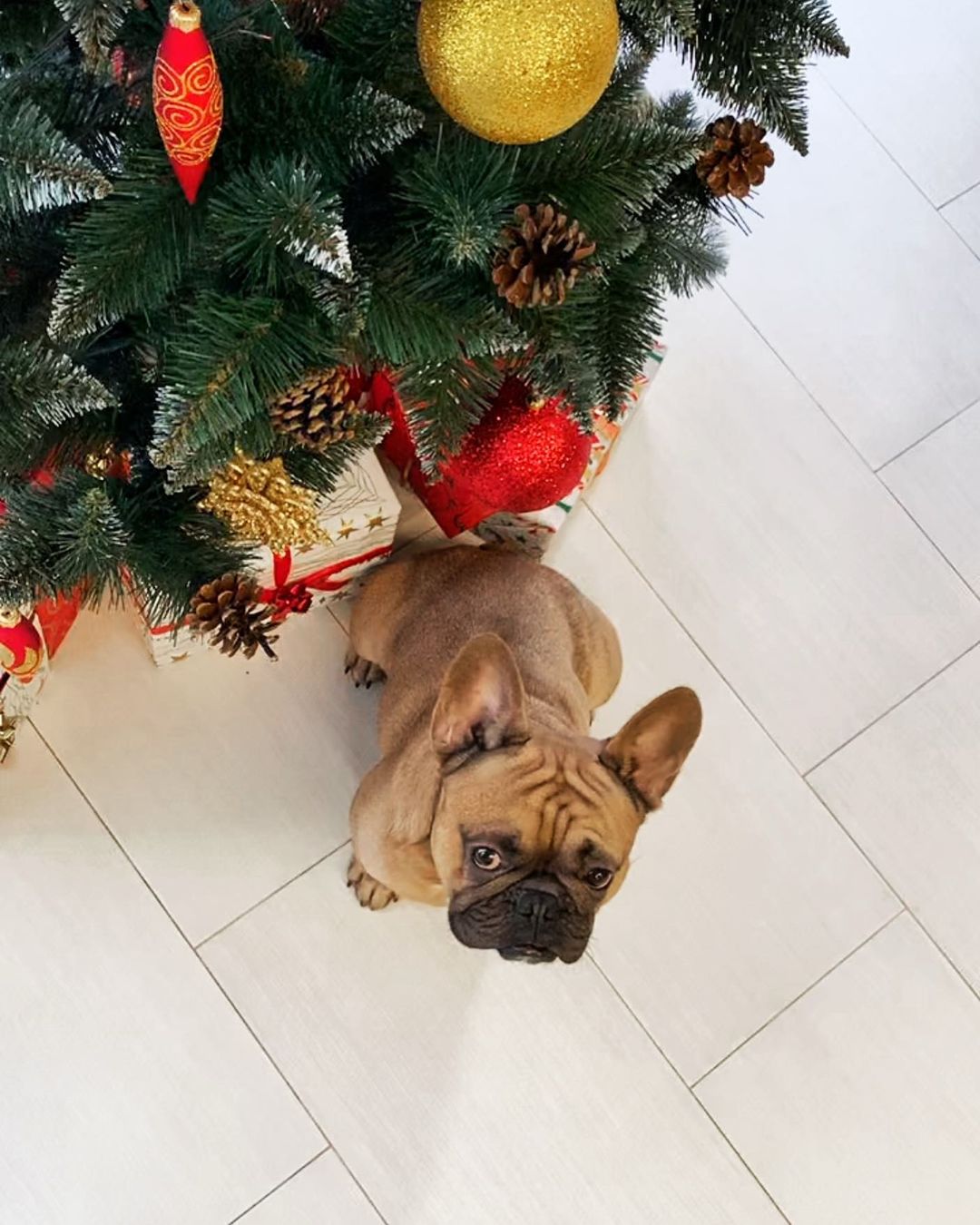 15 Interesting Facts About French Bulldogs 10