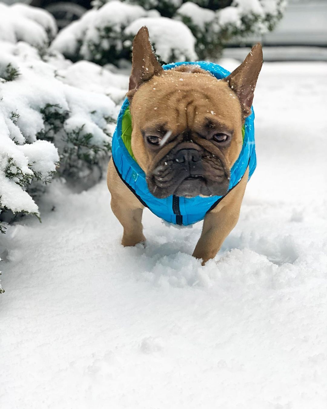 15 Interesting Facts About French Bulldogs 11