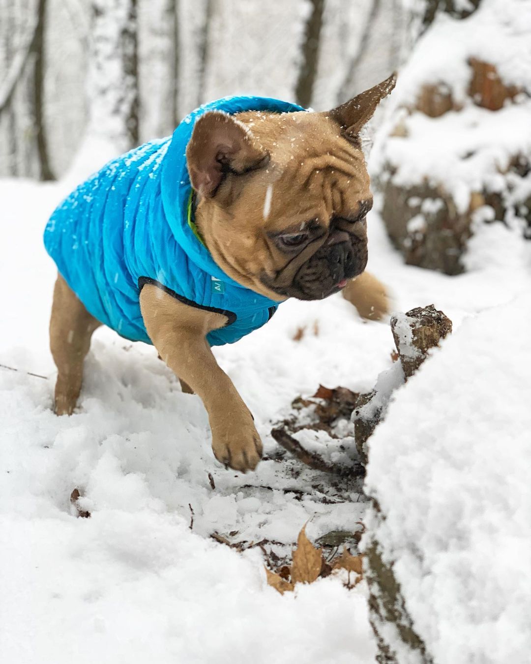 15 Interesting Facts About French Bulldogs 9