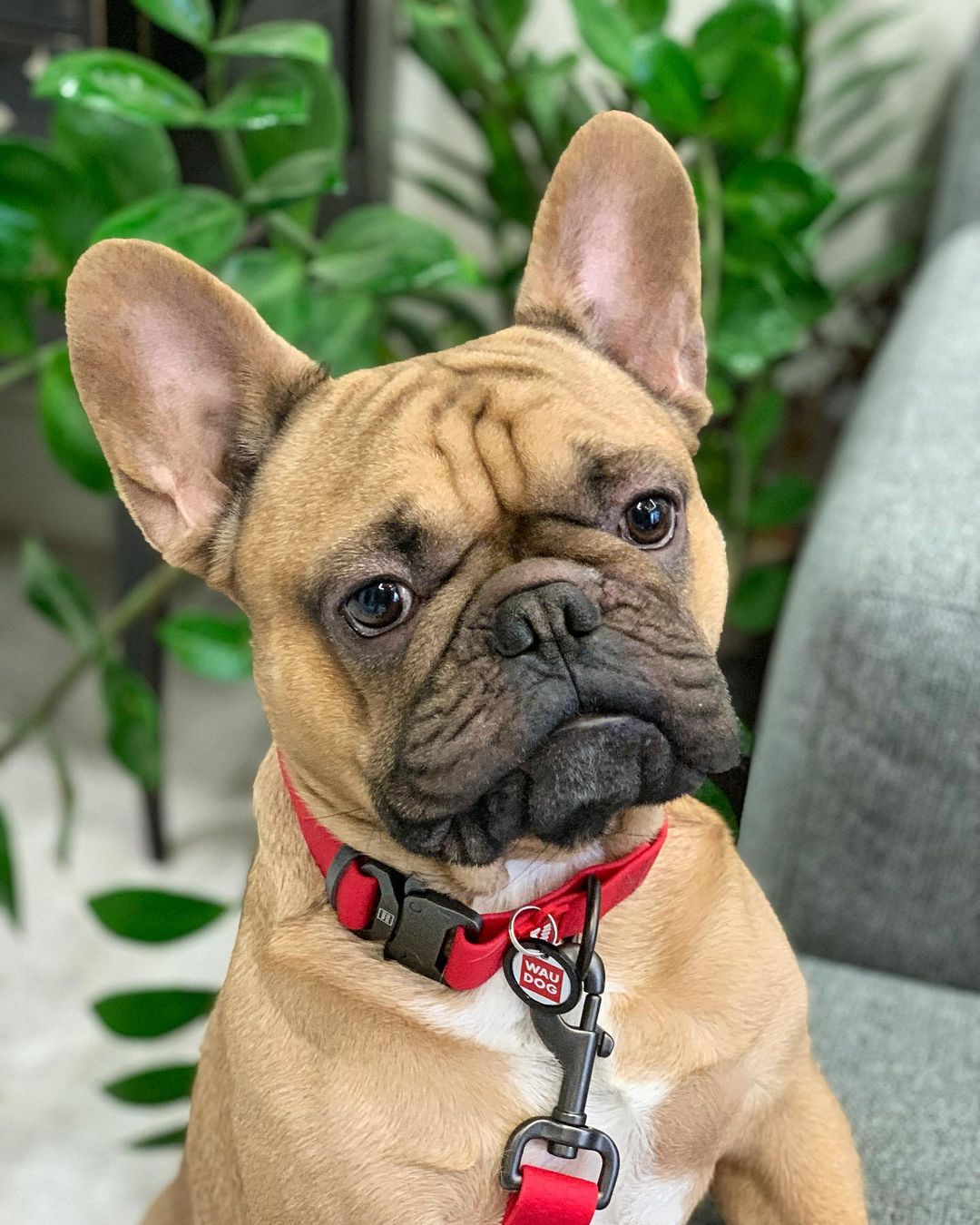 15 Interesting Facts About French Bulldogs 10