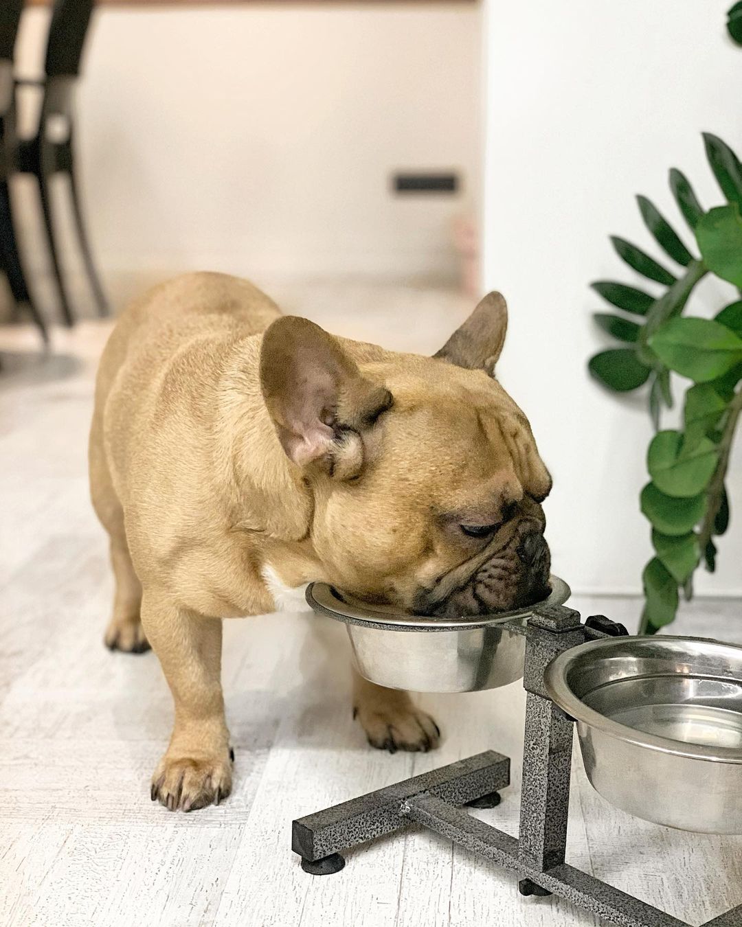 15 Interesting Facts About French Bulldogs 11