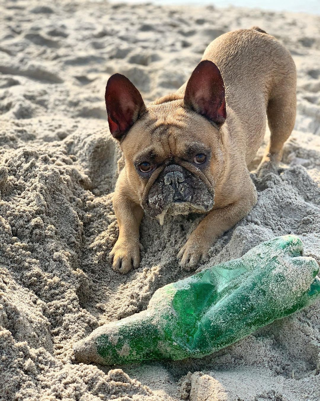 15 Amazing Facts About French Bulldogs You Probably Never Knew 11