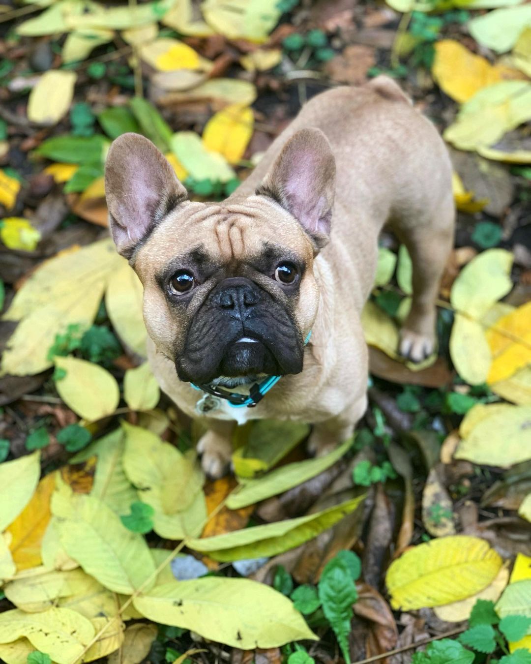16 Cool Facts About French Bulldogs 9