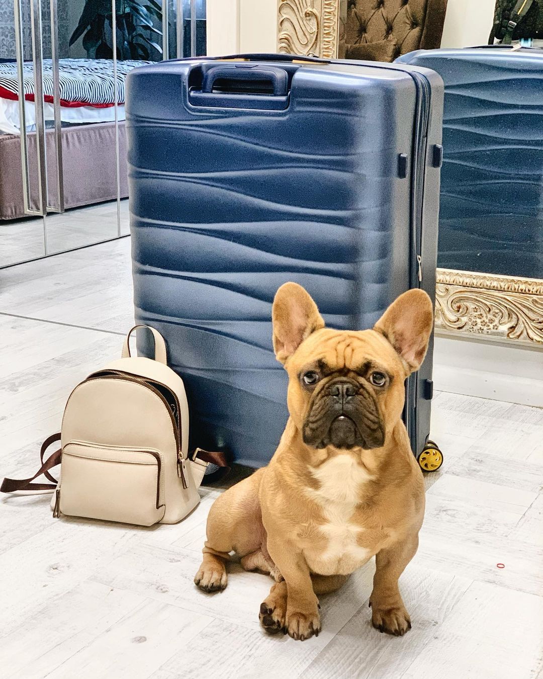 16 Cool Facts About French Bulldogs 10