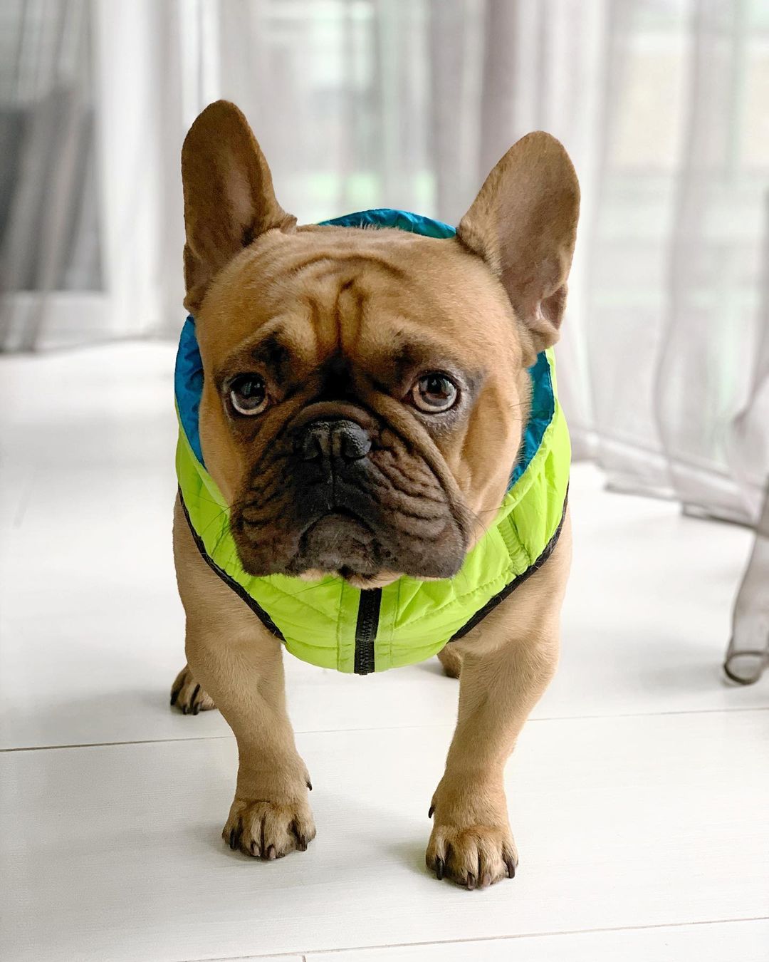 16 Cool Facts About French Bulldogs 11