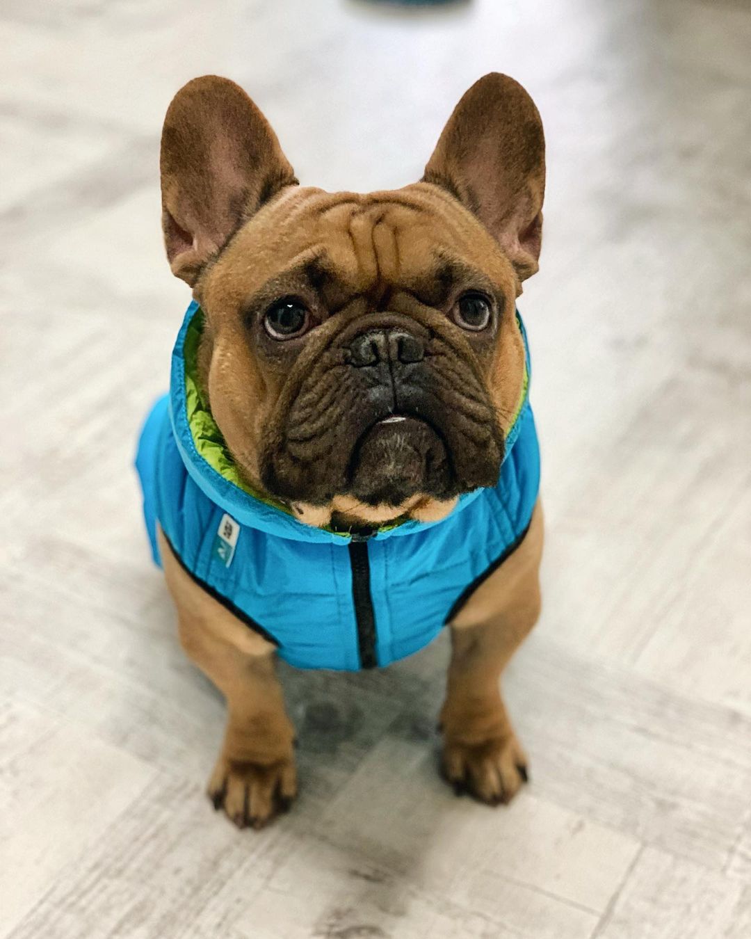 16 Cool Facts About French Bulldogs 9