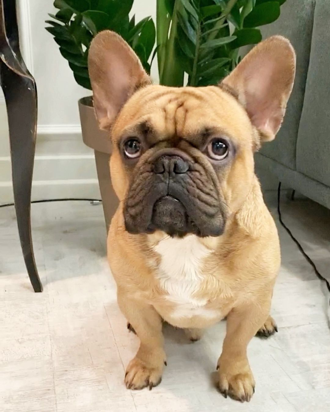 16 Cool Facts About French Bulldogs 10