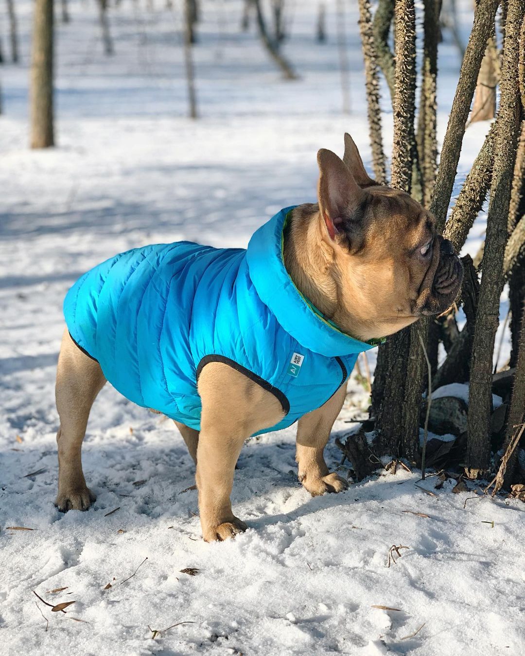 16 Cool Facts About French Bulldogs 11