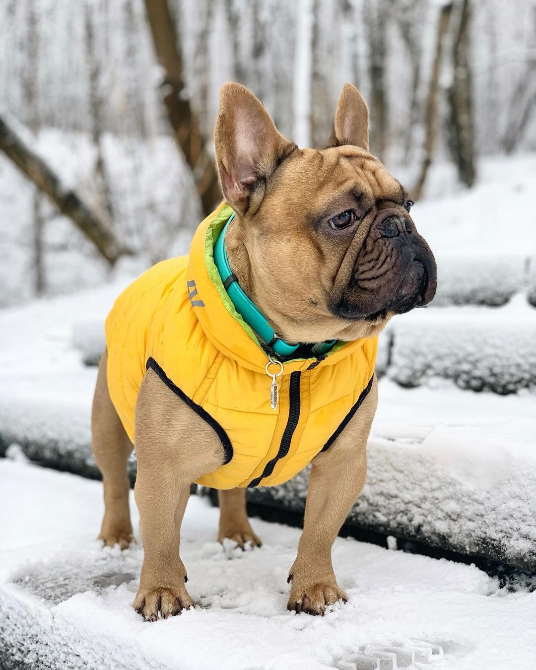 16 Cool Facts About French Bulldogs 9