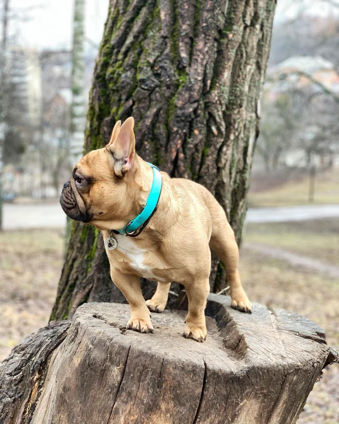 16 Cool Facts About French Bulldogs 10