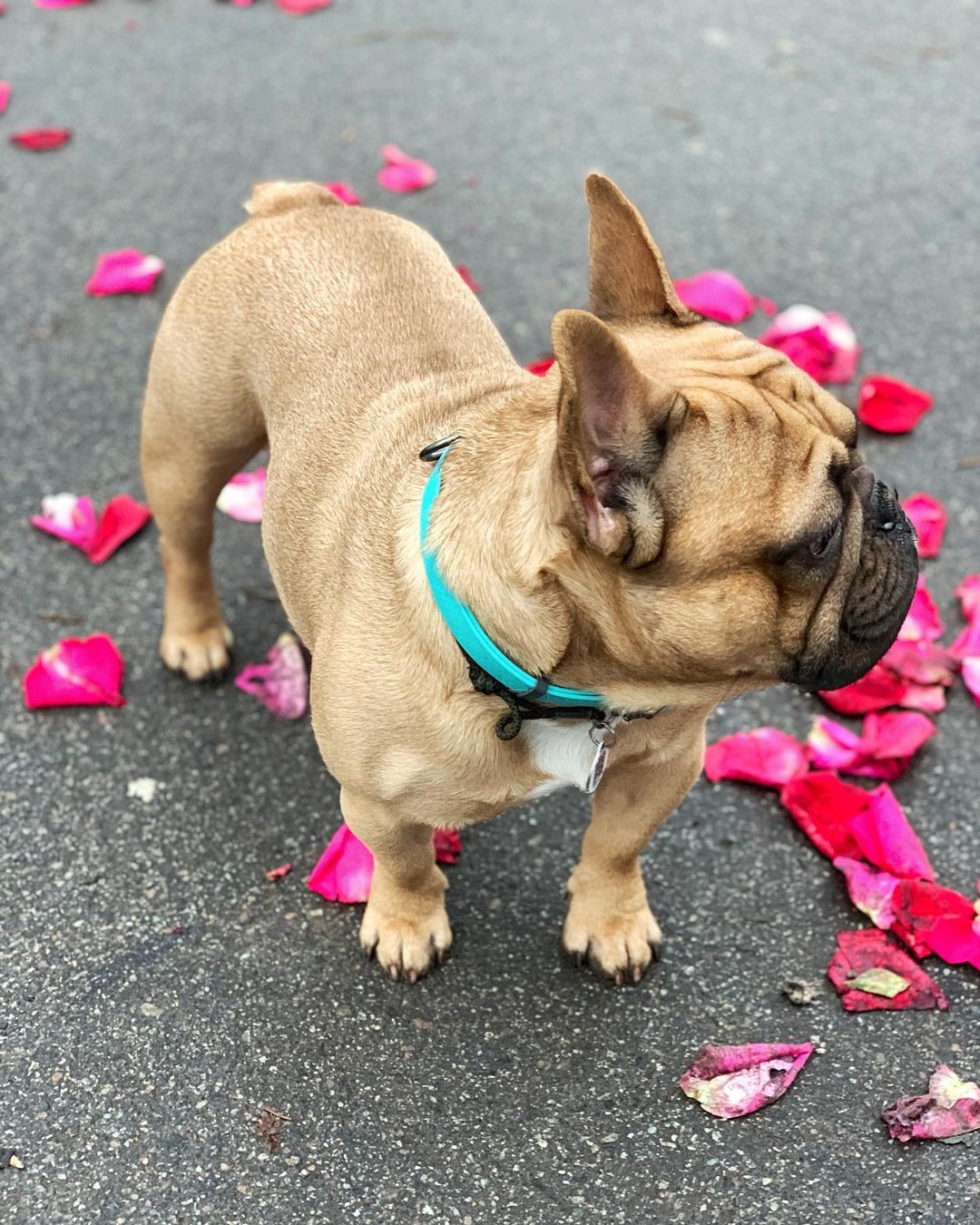 16 Cool Facts About French Bulldogs 11