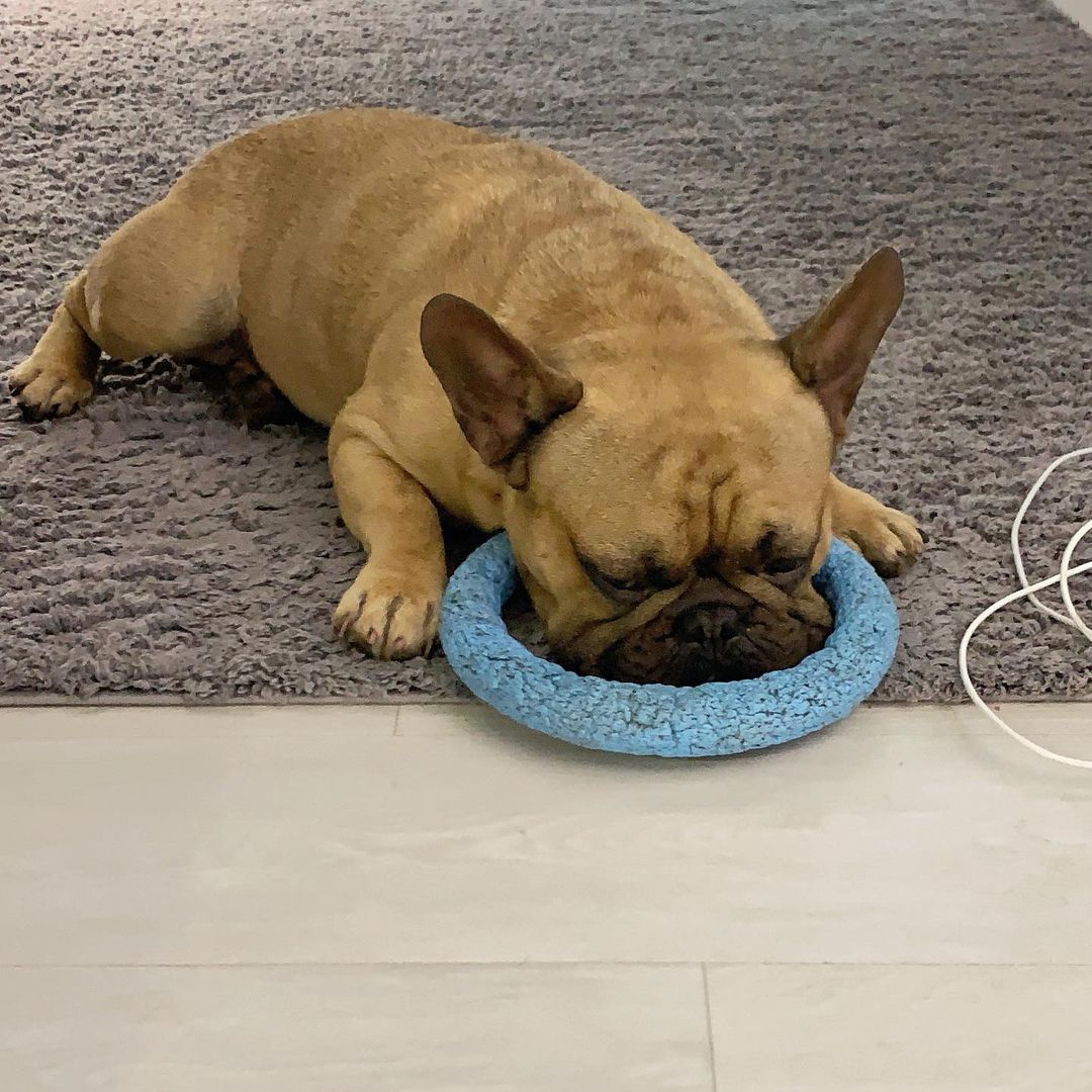 15 Amazing Facts About French Bulldogs You Probably Never Knew 9