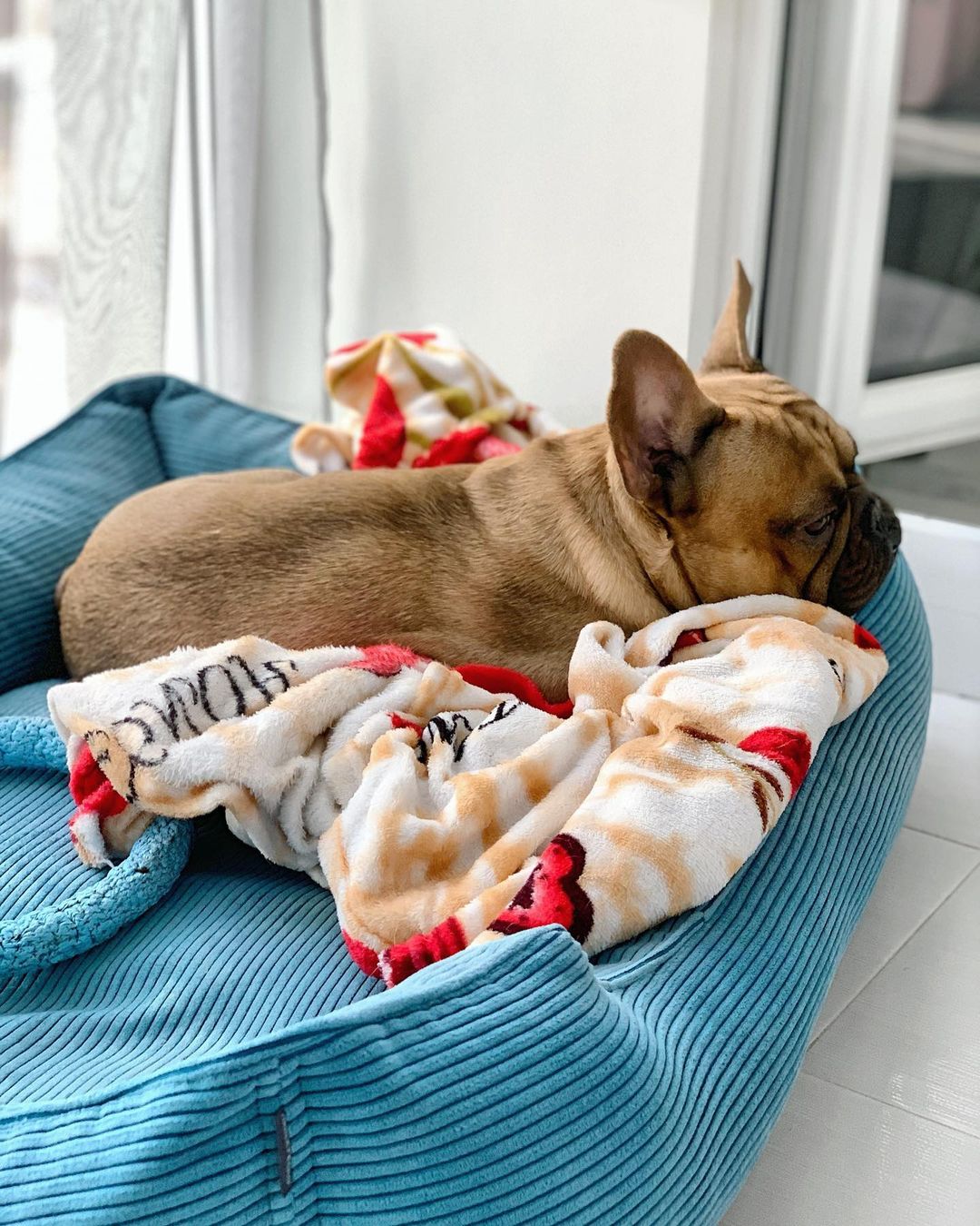 16 Cool Facts About French Bulldogs 9