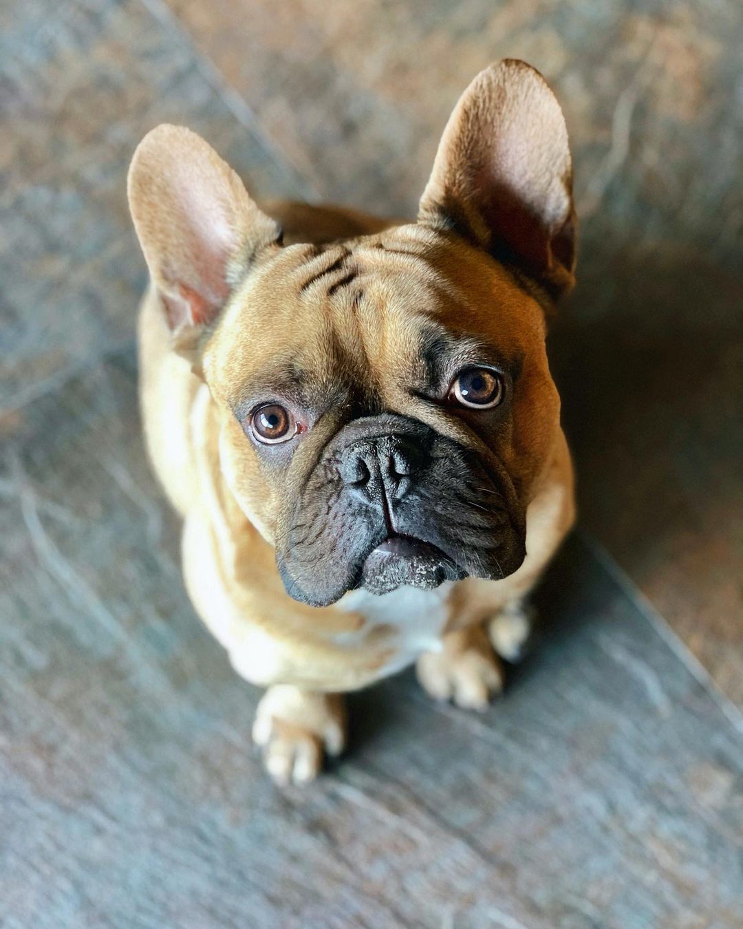 16 Cool Facts About French Bulldogs - Page 4 of 6 - BuzzSharer.com